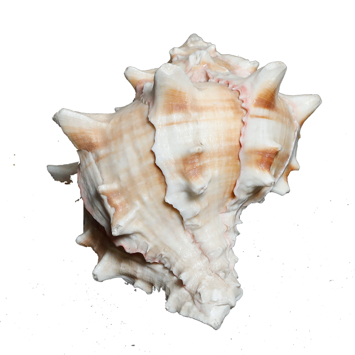 Sun Shells - 4 × 3 Inches