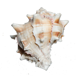 Sun Shells - 4 × 3 Inches