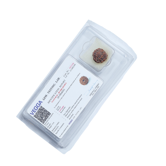 6Mukhi Rudraksha
