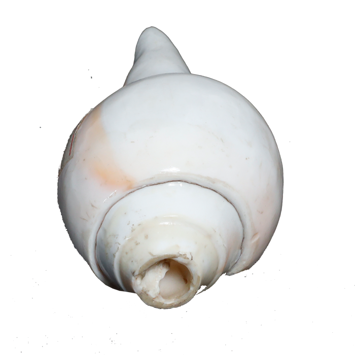Polish Shells - 5 × 3 Inches