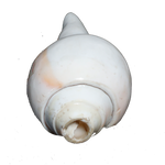 Polish Shells - 5 × 3 Inches