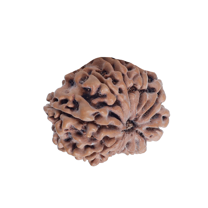 11 Mukhi Rudraksha