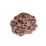 11 Mukhi Rudraksha