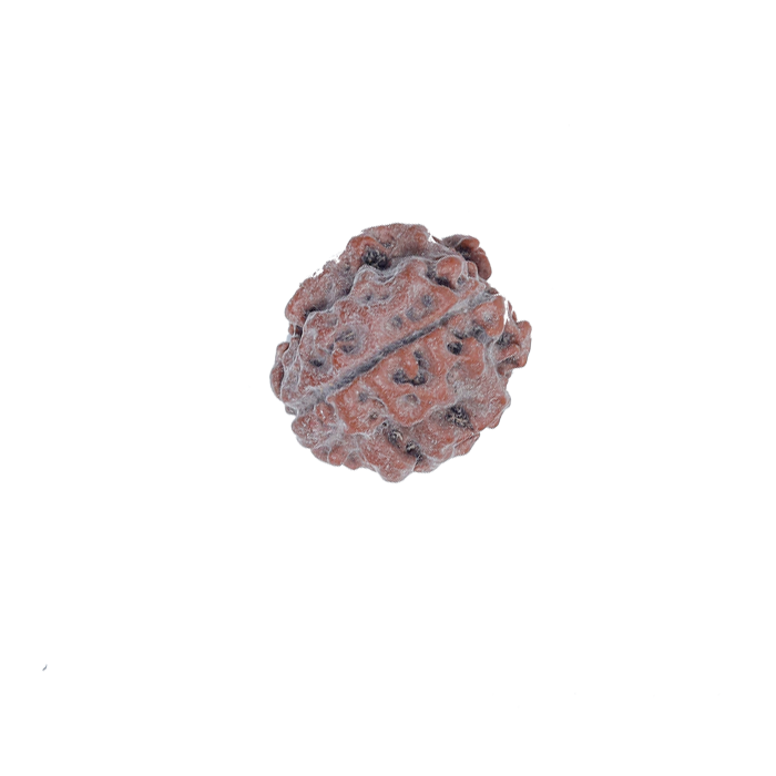 3 Mukhi Rudraksha