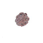 3 Mukhi Rudraksha