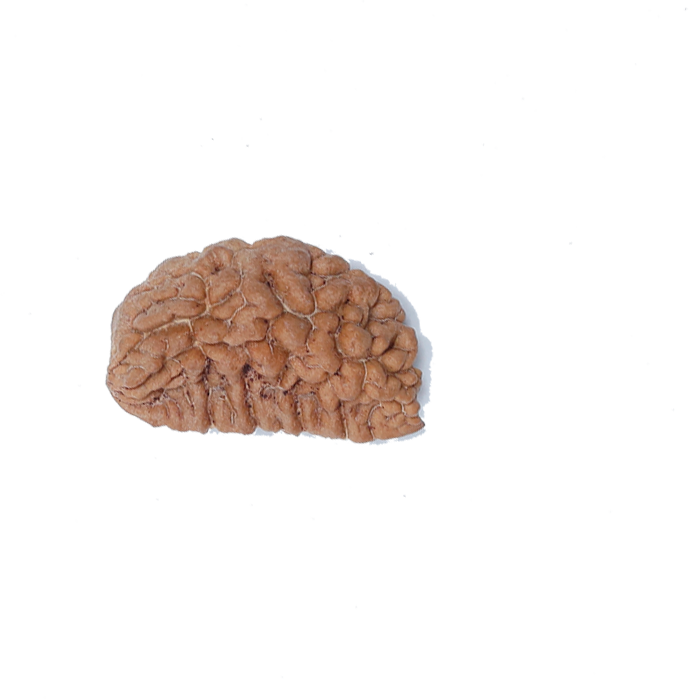 1 Mukhi Half Moon Large - Rudra Centre