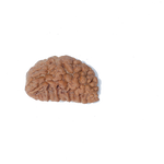 1 Mukhi Half Moon Large - Rudra Centre