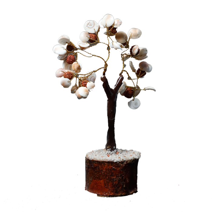 Gomtichakar tree -7 × 4 Inches
