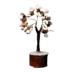 Gomtichakar tree -7 × 4 Inches