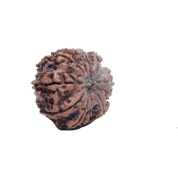 10 Mukhi Rudraksha