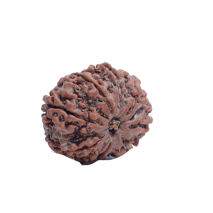 9 Mukhi Rudraksha