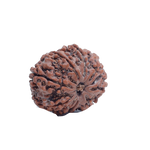 9 Mukhi Rudraksha
