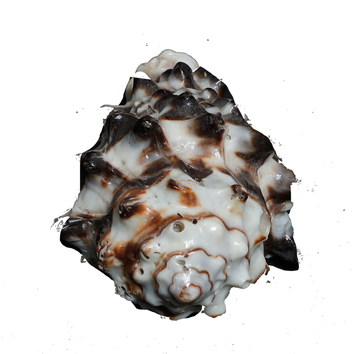 Black Shells - 3 × 2 Inches