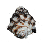Black Shells - 3 × 2 Inches