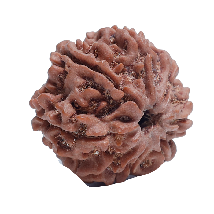 8Mukhi Rudraksha