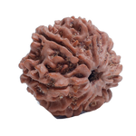8Mukhi Rudraksha