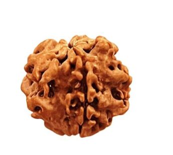 1 Mukhi Rudraksha