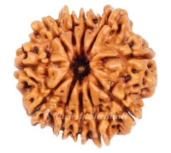 11 Mukhi Rudraksh