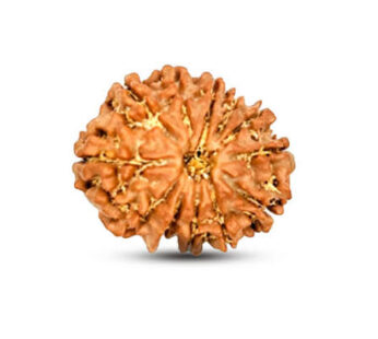 12 Mukhi Rudraksh