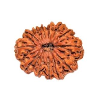 13 Mukhi Rudraksh