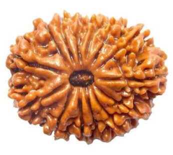 14 Mukhi Rudraksh