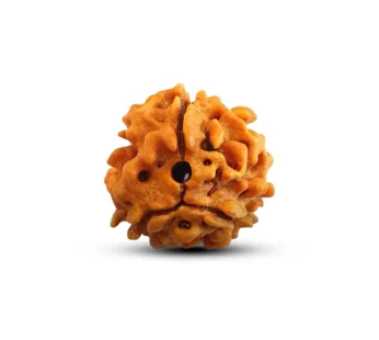 3 Mukhi Rudraksh