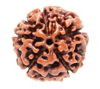 5 Mukhi rudraksh