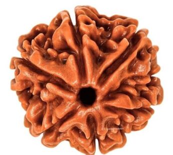 6 Mukhi rudraksh